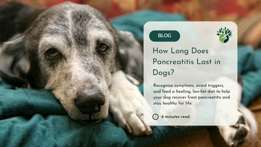 This image highlights a blog post titled "What is Heart Disease in Dogs?" The visual features a dog on a beach and text explaining the importance of early intervention, proper diet, and regular check-ups to support heart health in dogs. 