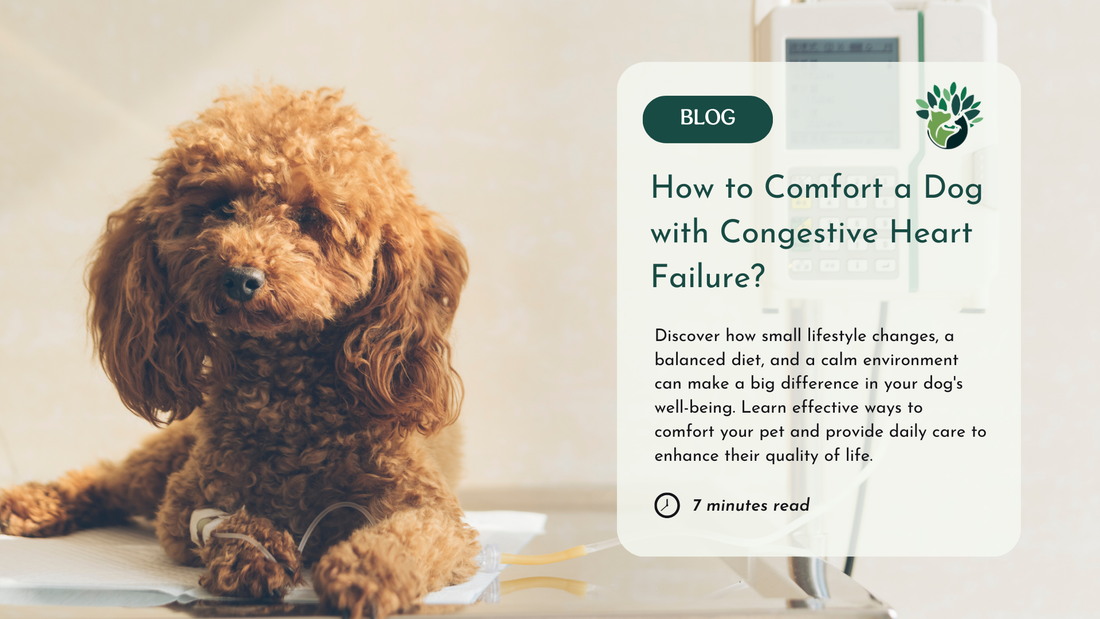 Brown curly-haired dog with an IV on a medical table, with a blog title about comforting dogs with congestive heart failure.