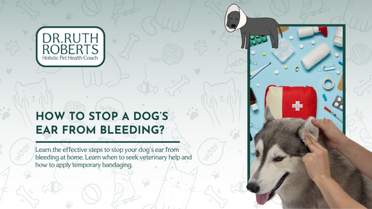 How to Stop A Dog’s Ear From Bleeding: Steps and Precautions