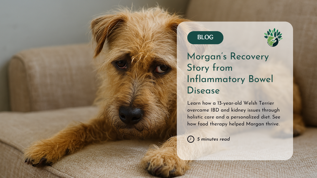 Chronic Inflammatory Bowel Disease in Pets: Morgan’s Story