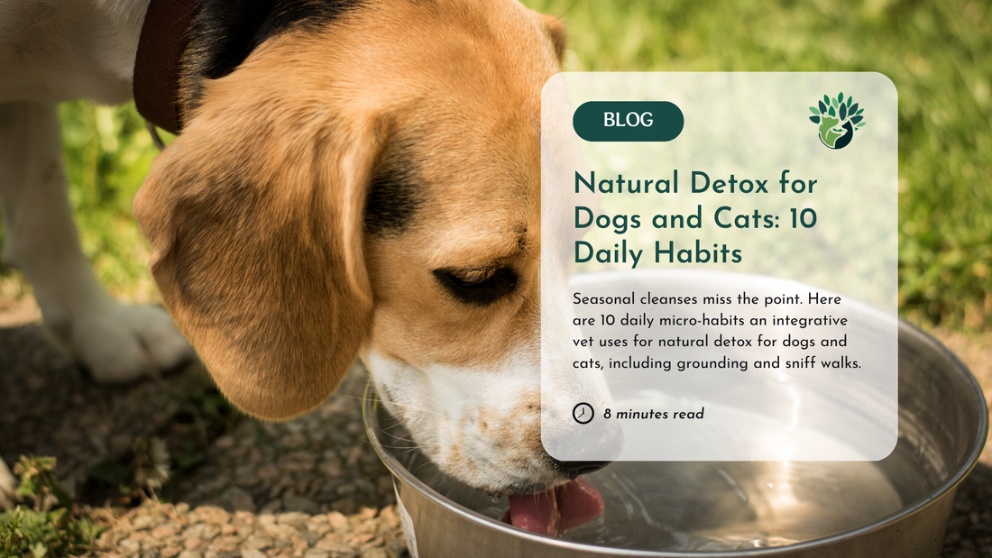 Natural Detox for Dogs and Cats: 10 Daily Habits