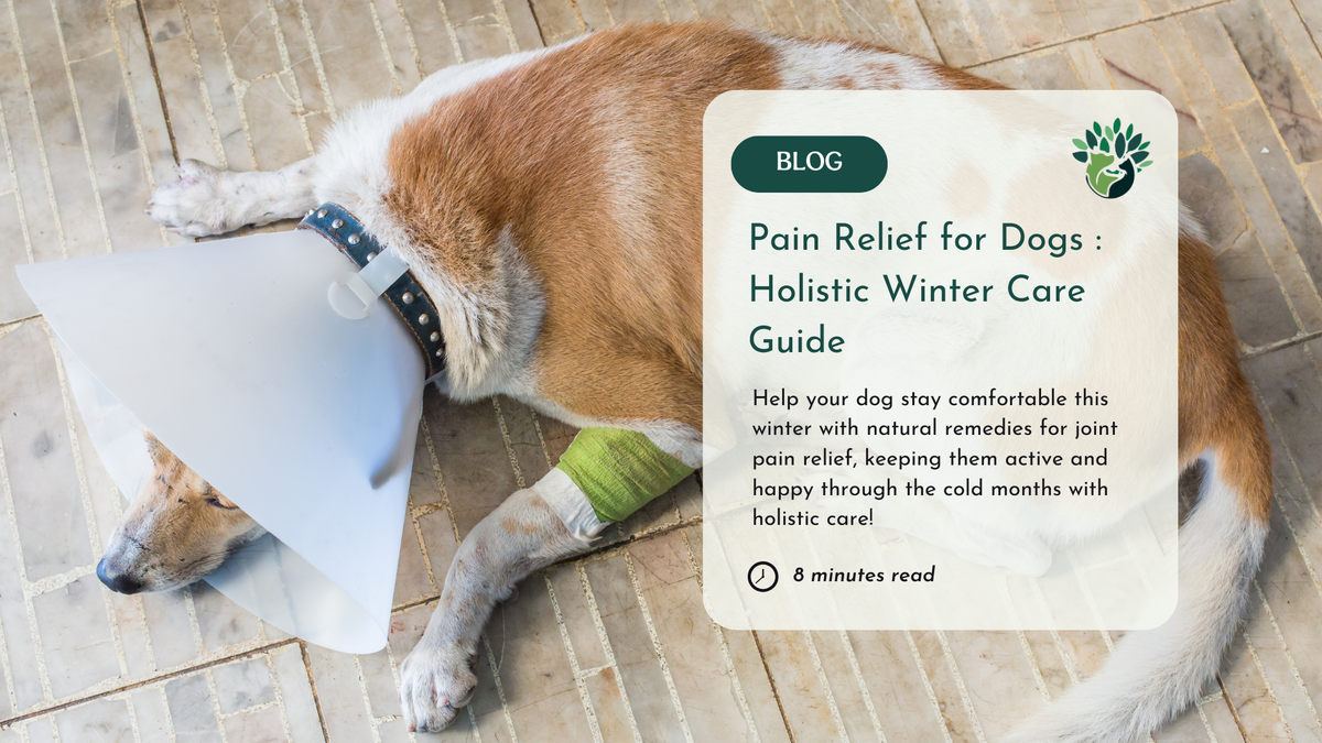 Gentle Winter Pain Relief for Dogs at Home
