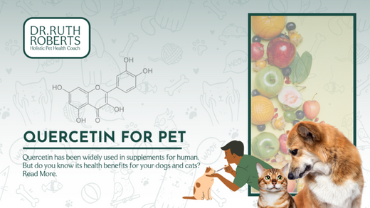 Health Benefits Quercetin for Cats and Dogs