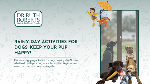 What To Do with Your Dog on a Rainy Day?