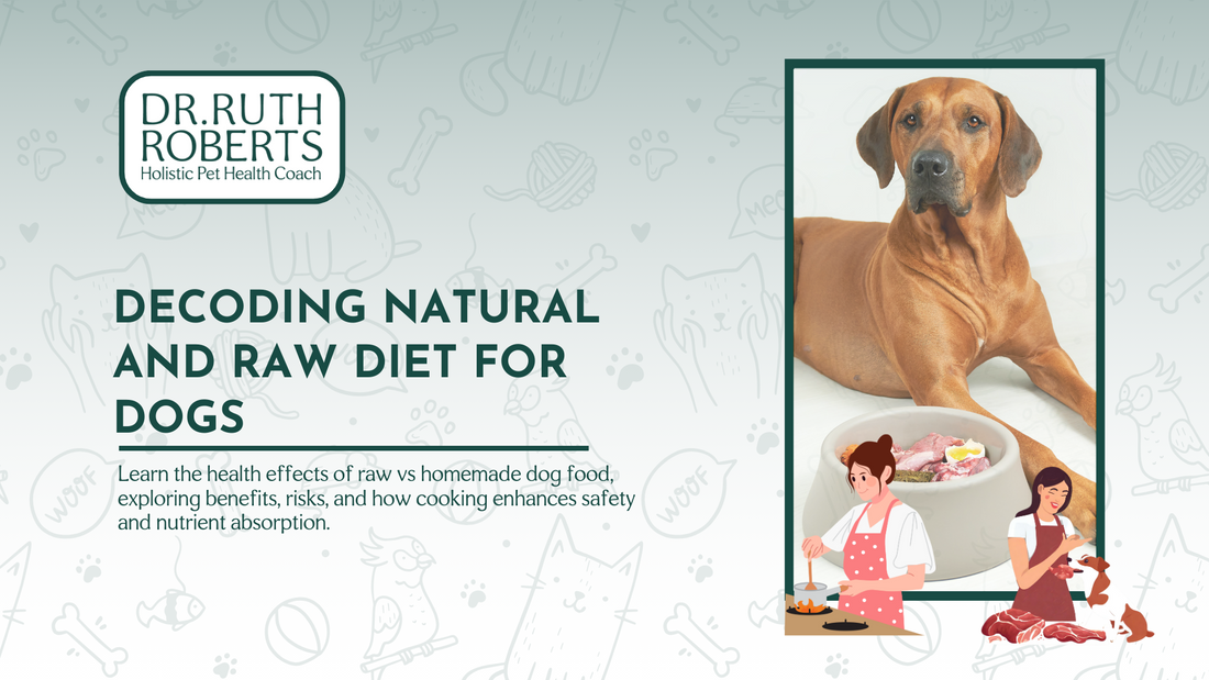 Raw Vs Homemade Dog Food: Health Benefits and Risk