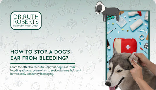 Graphic with Dr. Ruth Roberts' logo and the title "How to Stop a Dog's Ear From Bleeding?" showing a person cleaning a dog's ear. A first-aid kit and medical supplies are nearby, with a cartoon dog in an Elizabethan collar above.