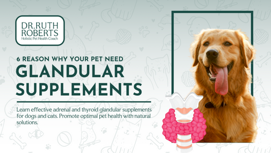 6 Reason Why Your Pet Need Glandular Supplements