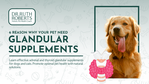 Benefits of Glandular Supplements for Dogs and Cats