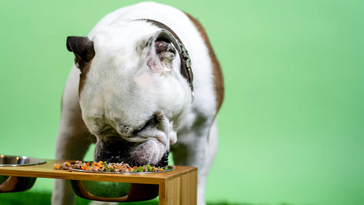 Probiotic Dog Food: Does Your Furry Friend Need It?