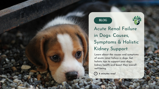 Acute Renal Failure in Dogs: Spot the Risks