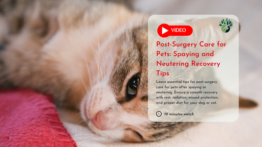 How to Care for Your Pet after Spaying or Neutering