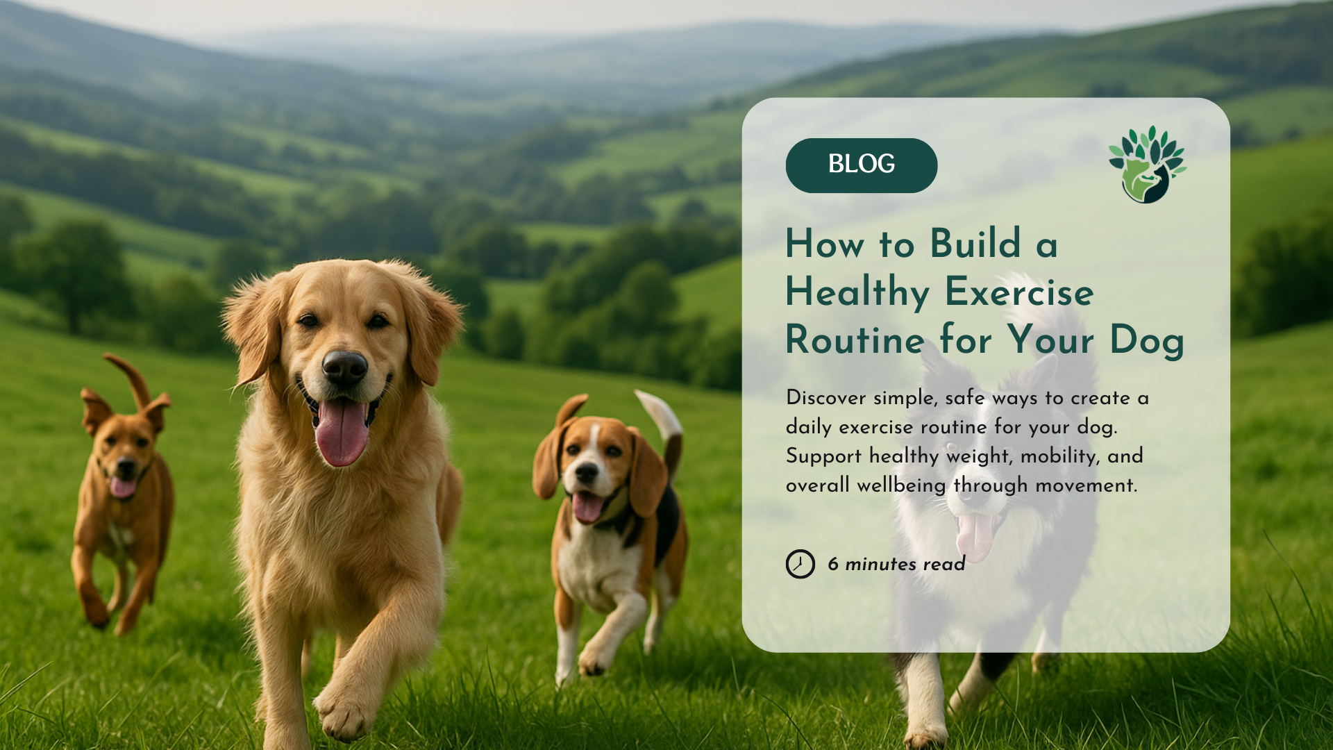 How to Build a Healthy Exercise Routine for Your Dog