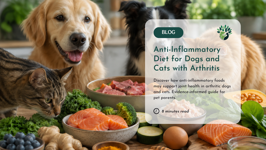 Food as Medicine: Anti-Inflammatory Nutrition for Arthritic Pets