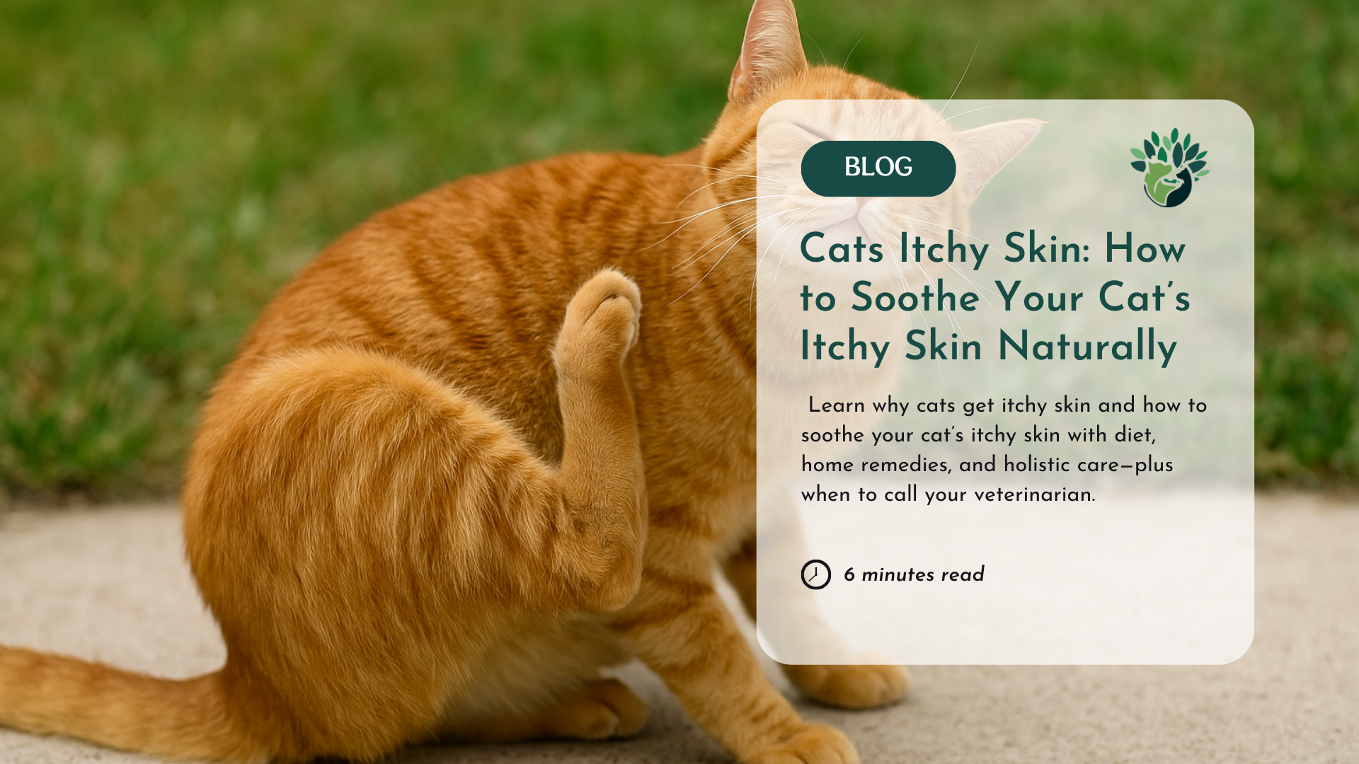 Cats Itchy Skin: How to Soothe Your Cat’s Itchy Skin Naturally