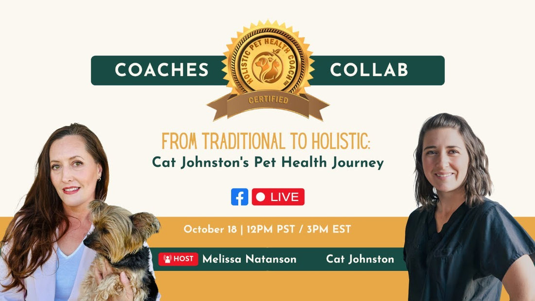 From Traditional to Holistic: Cat Johnston’s Pet Health Journey to Holistic Care