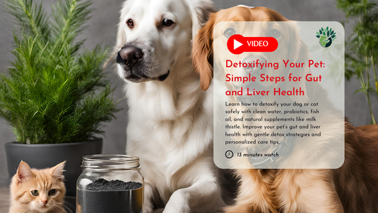 Detoxifying Your Pet: What Does It Mean?