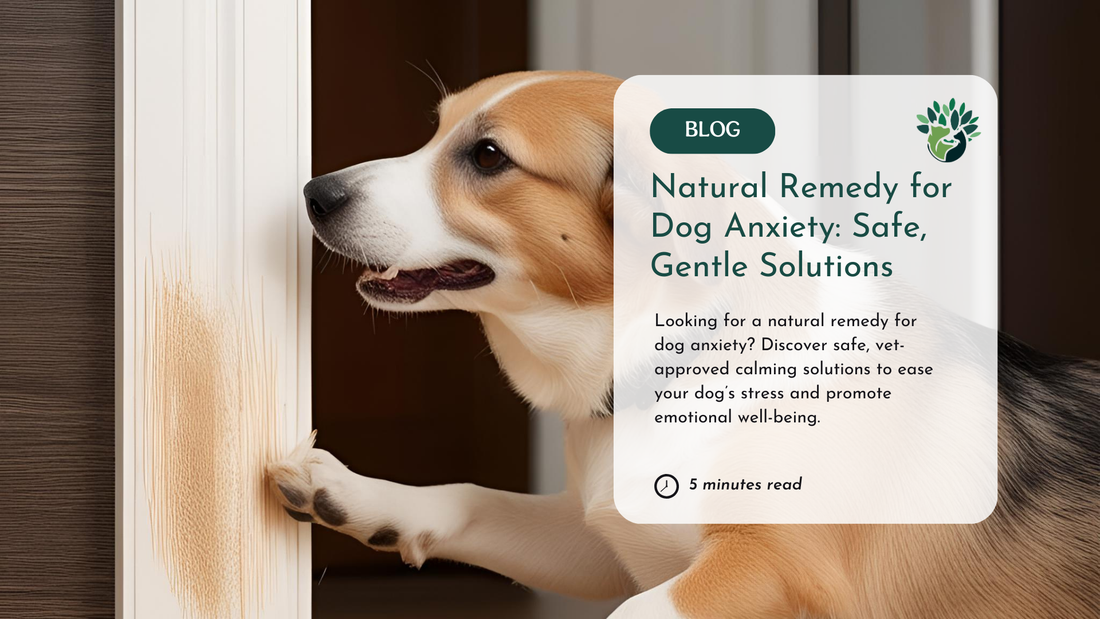 Natural Remedy for Dog Anxiety