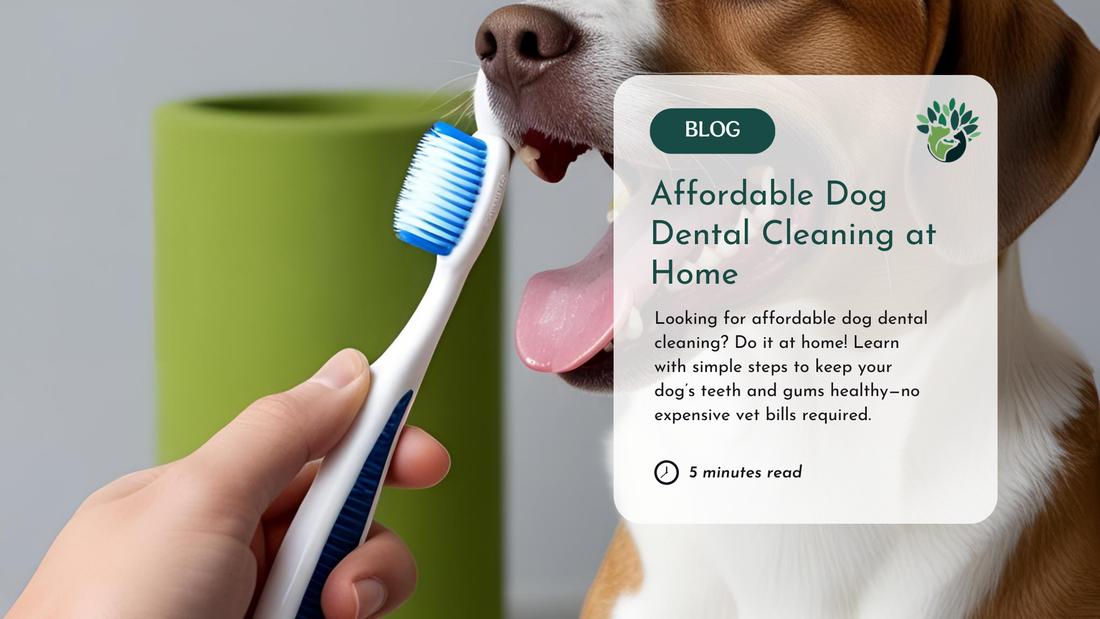 affordable dog dental cleaning