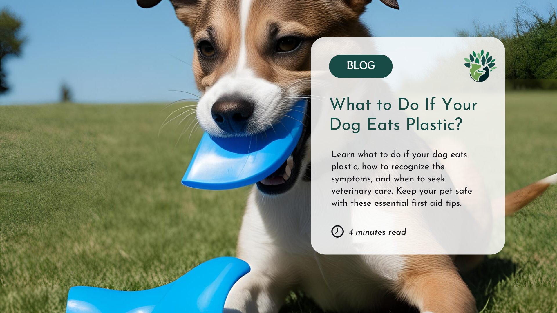 What Happens if My Dog Eats Plastic?