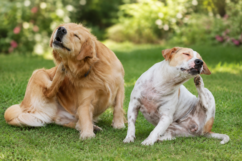 The Apoquel/Cytopoint Trap: Why Long-Term Itch Relief May Need a Bigger Plan