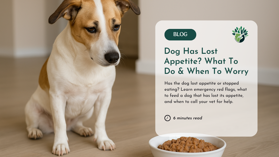 Dog Has Lost Appetite? What To Do When Your Dog Stops Eating