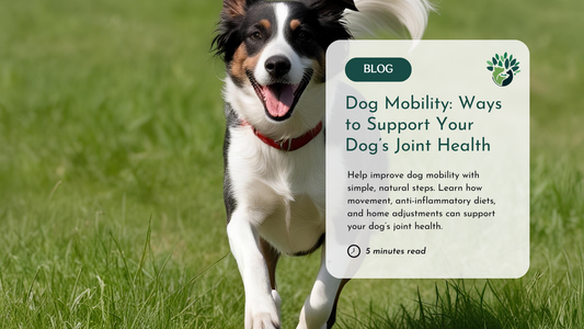 Dog Mobility: How Movement and Diet Support Joint Health