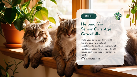 5 Ways to Help Your Cat Age Gracefully