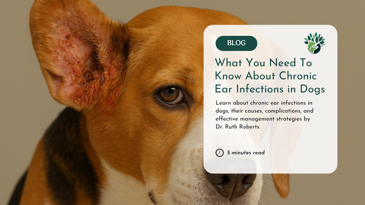 What You Need To Know About Chronic Ear Infections in Dogs