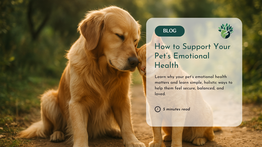 A Guide to How to Support Your Pet’s Emotional Health