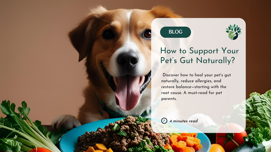 how to support dog's gut naturally