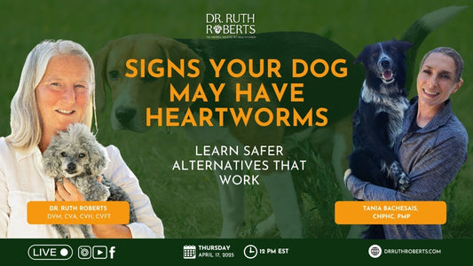 signs your dog may have heartworms