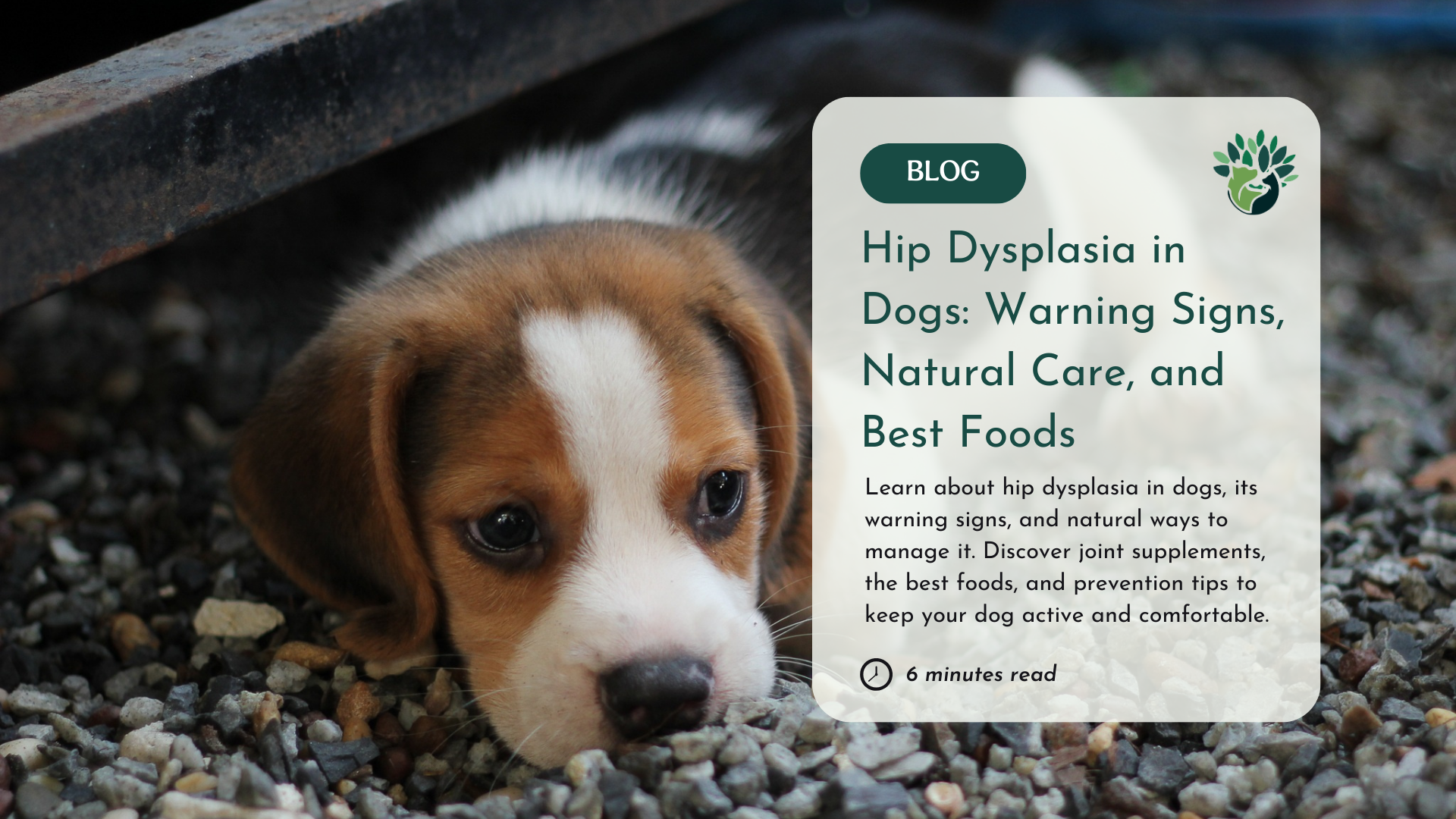 A closer look at Best Dog Food For Hip Dysplasia And Joint Disease