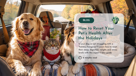 dog and cat holiday hungover reset