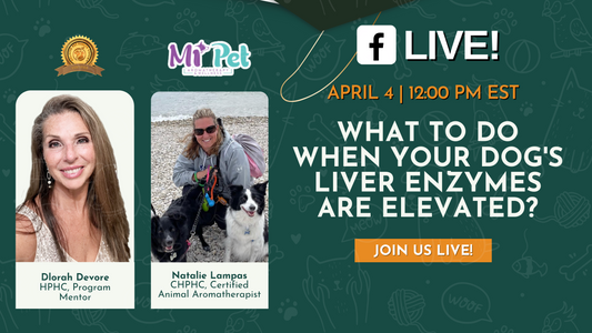 HPHC Live with Natalie Lampas: Managing Elevated Liver Enzymes in Dogs