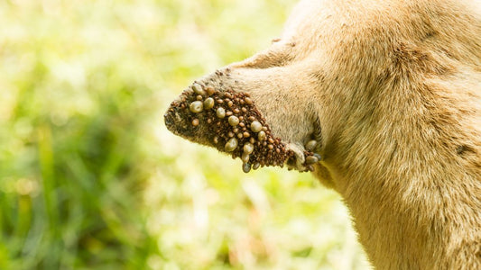 10 Signs Your Pet Has Lyme Disease