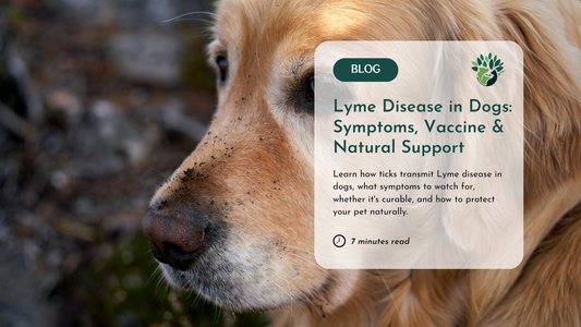 Lyme Disease in Dogs: Symptoms, Testing, and How to Protect Your Pet