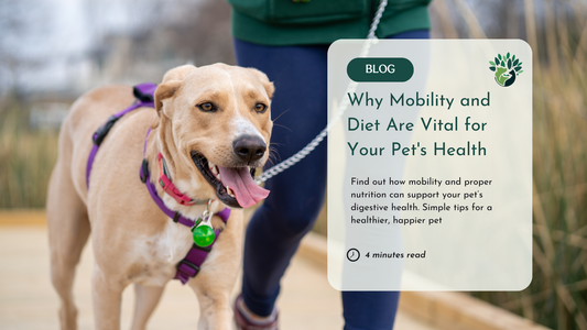 Why Your Pet’s Mobility is the Hidden Key to Their Health