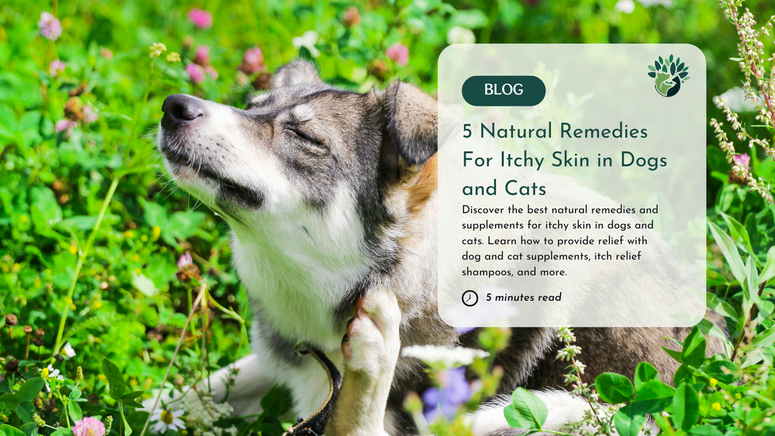 5 Natural Remedies For Itchy Skin in Dogs and Cats