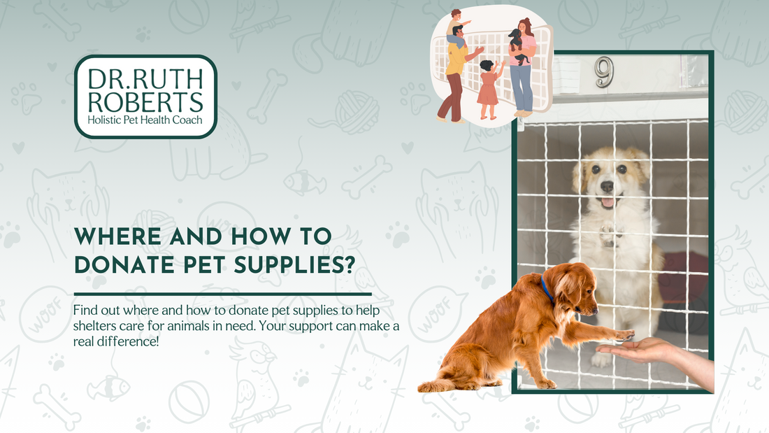 Lend a Helping Paw: Where and How to Donate Pet Supplies
