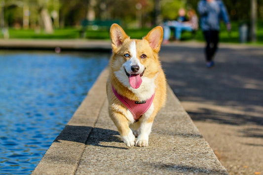 A happy Corgi wearing a pink harness walks along a ledge near the water in a park.