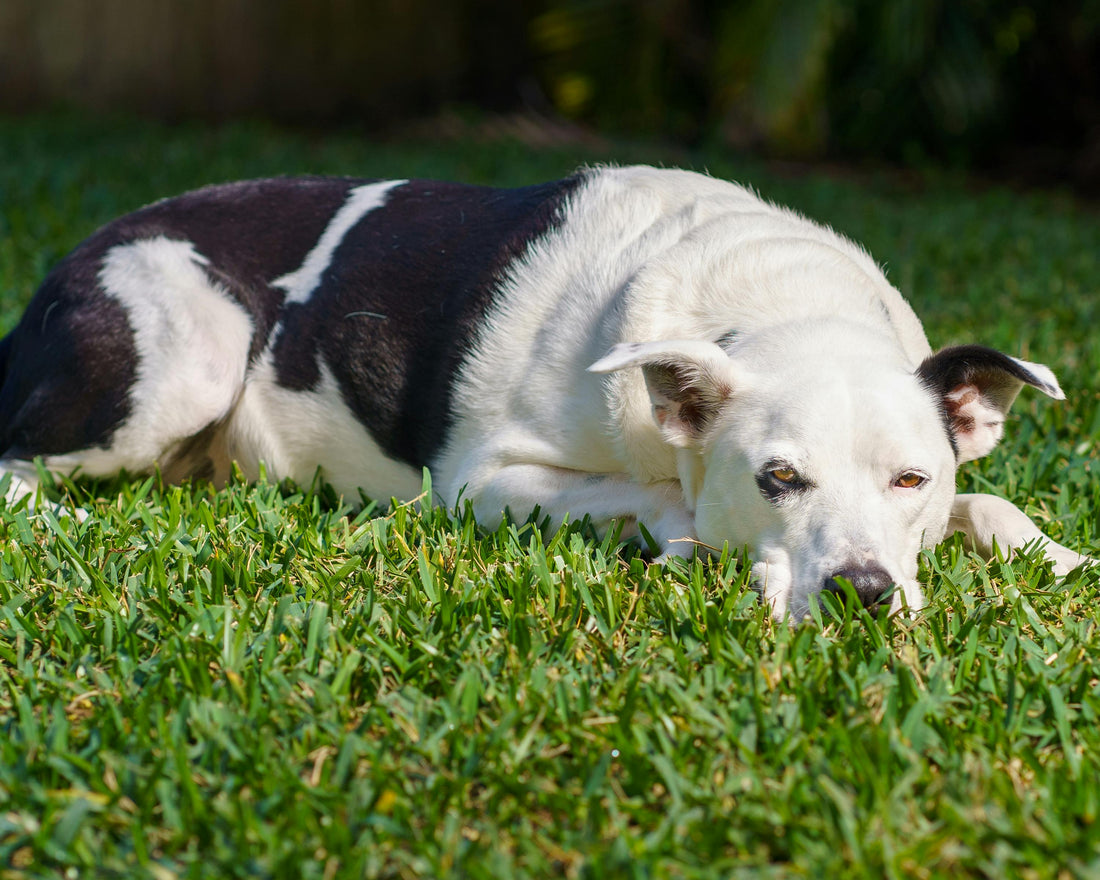 Do Dogs Need Heartworm Prevention