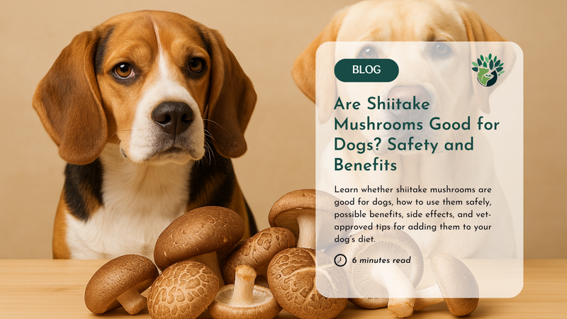 are shiitake mushrooms good for dogs