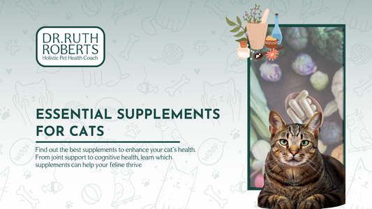 The Essential Guide to Best Supplements for Cats