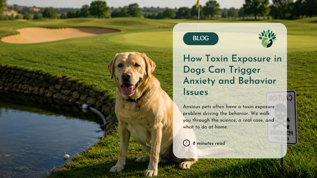 How Toxin Exposure in Dogs Can Trigger Anxiety and Behavior Issues