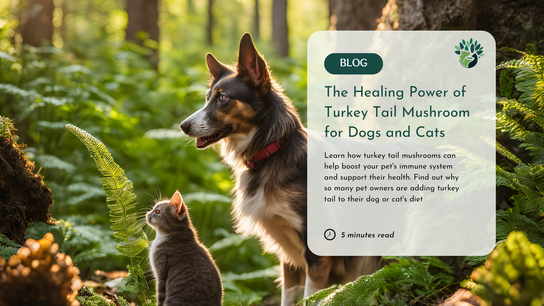 Why Turkey Tail Mushroom Is Great for Your Dog or Cat's Health