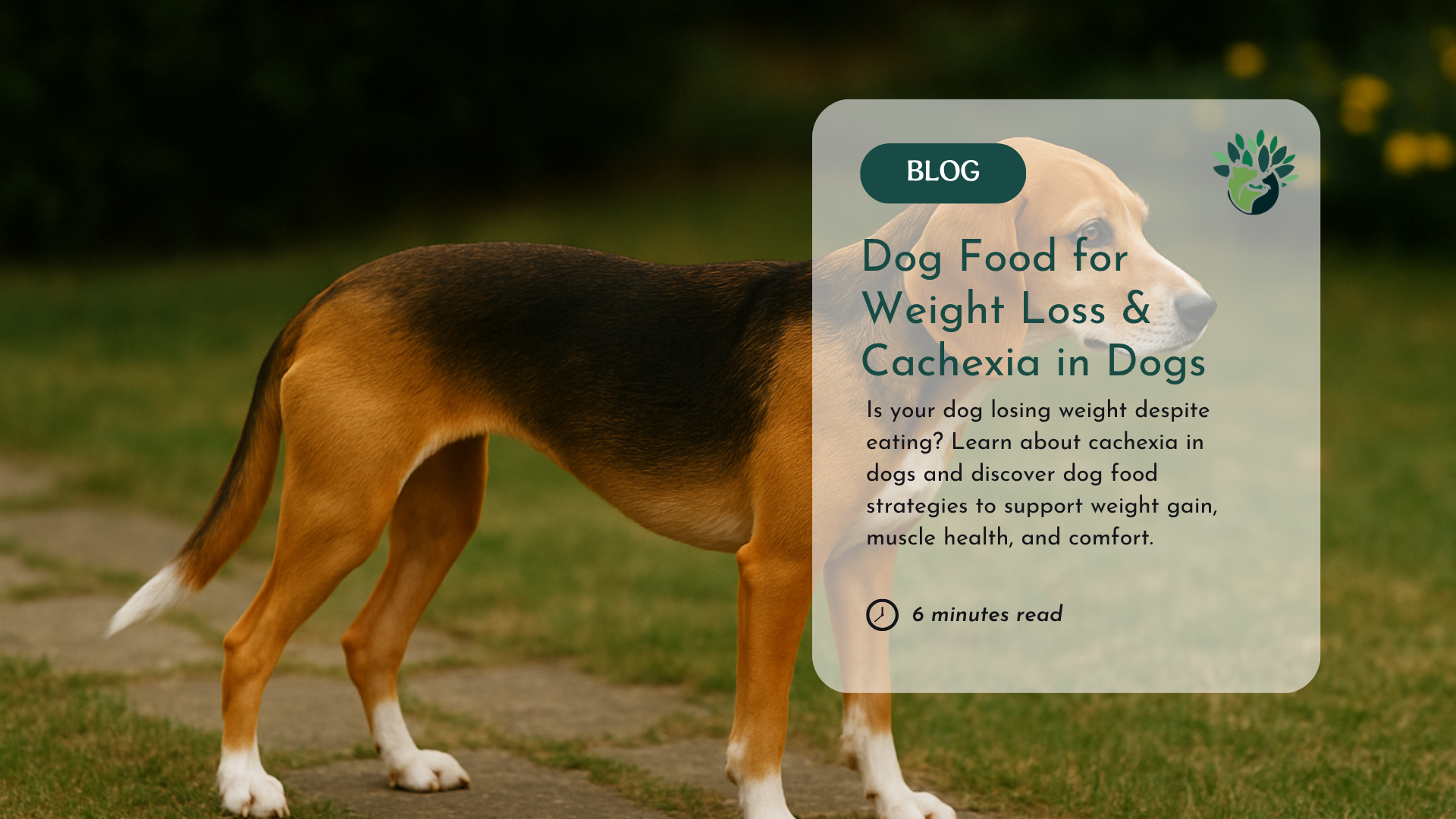Dog Food for Weight Loss & Cachexia in Dogs