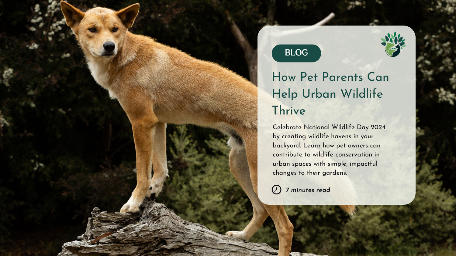 National Wildlife Day 2024 How Pet Owners Can Help Urban Wildlife Thrive