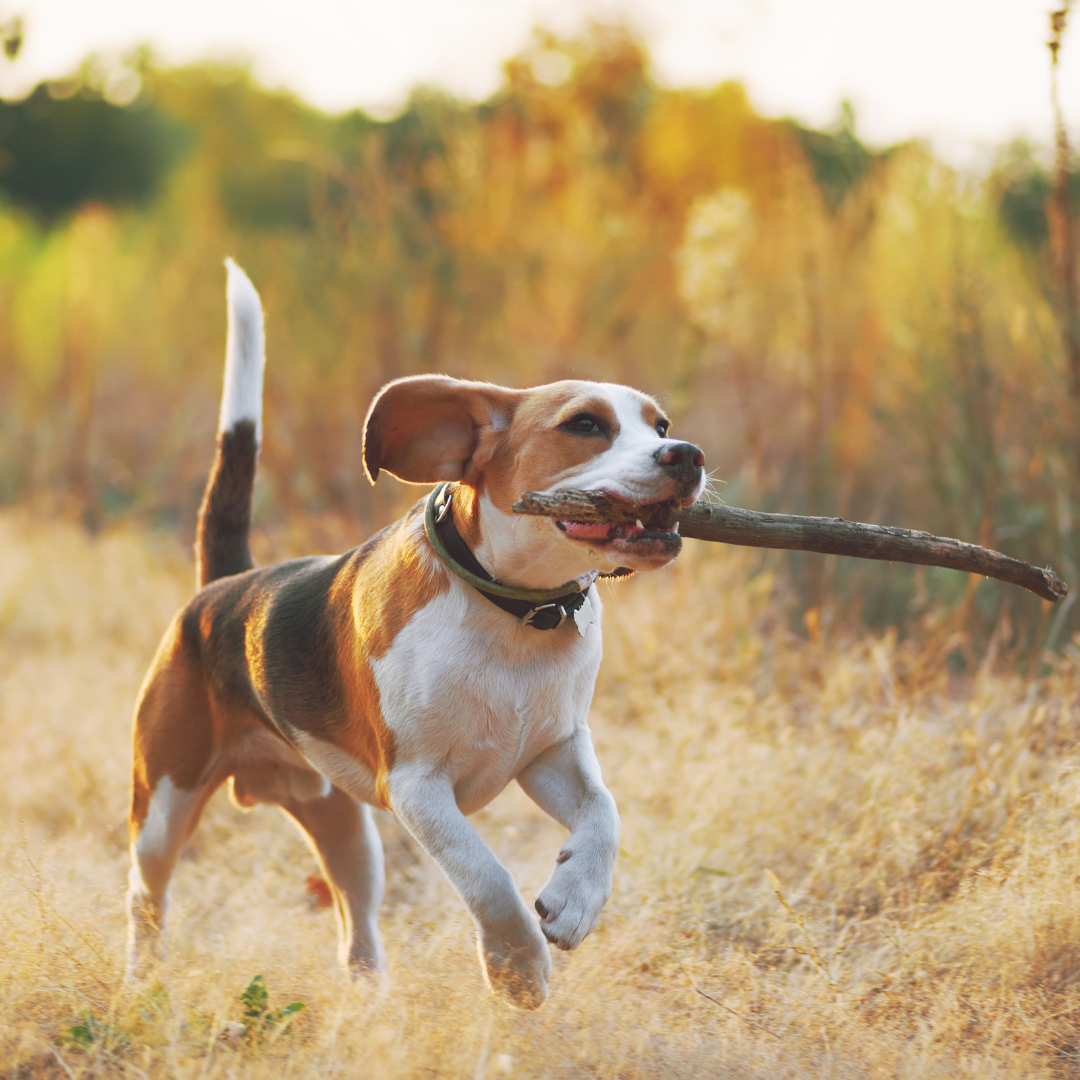 Respiratory Support | Dr. Ruth Roberts