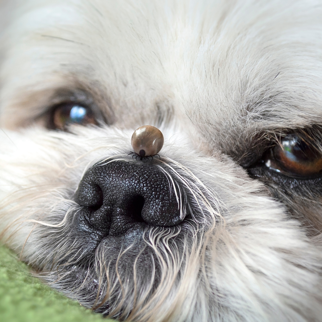 Picture of Tick and Flea Prevention Protocols - For Dogs and Cats