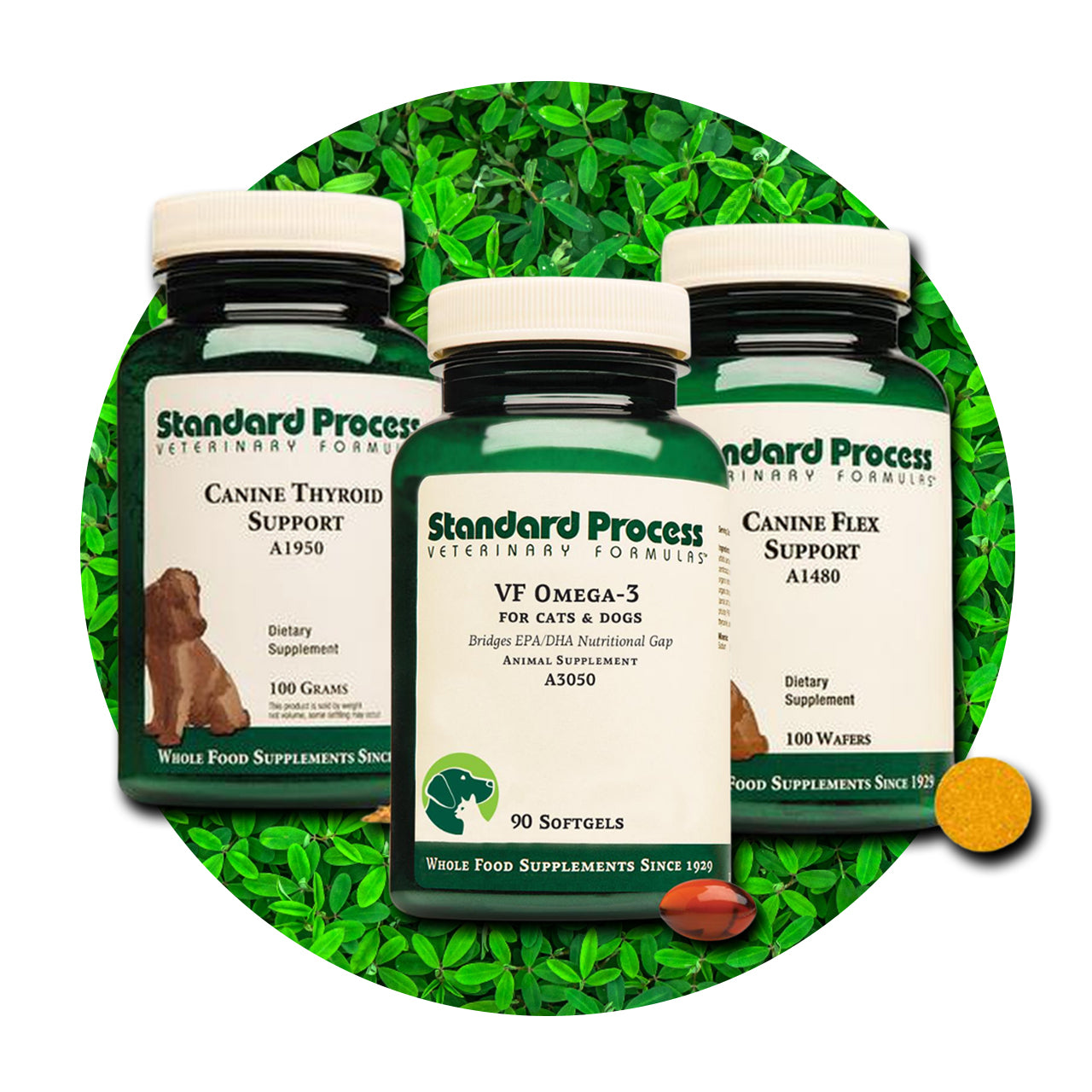 Standard process deals dog supplements